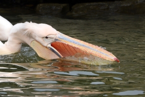 roze pelikaan (pelecanus onocrotalus) 3-2023 7057
